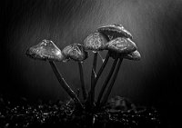 358 - FUNGI IN THE RAIN - BAXTER ANDREW - wales <div